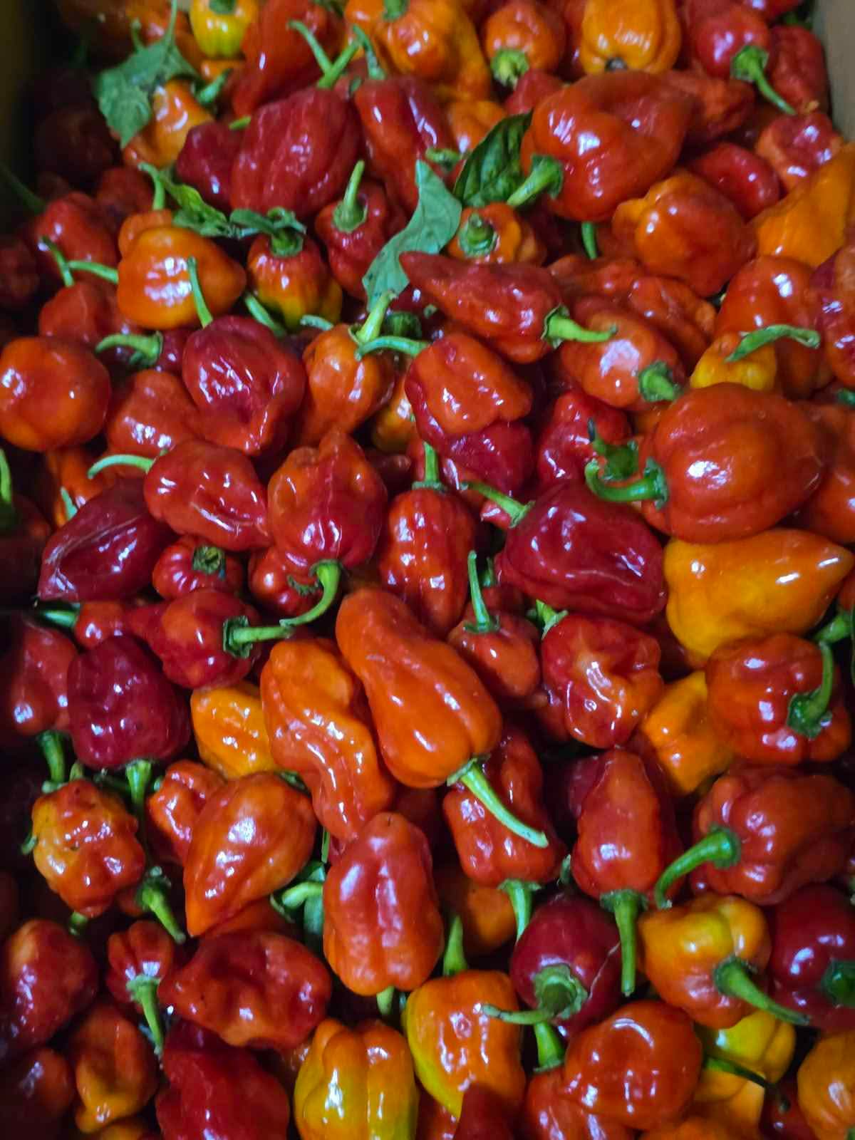 Bongo chilli for sale - Food - Nausori, Central, Fiji | Facebook ...
