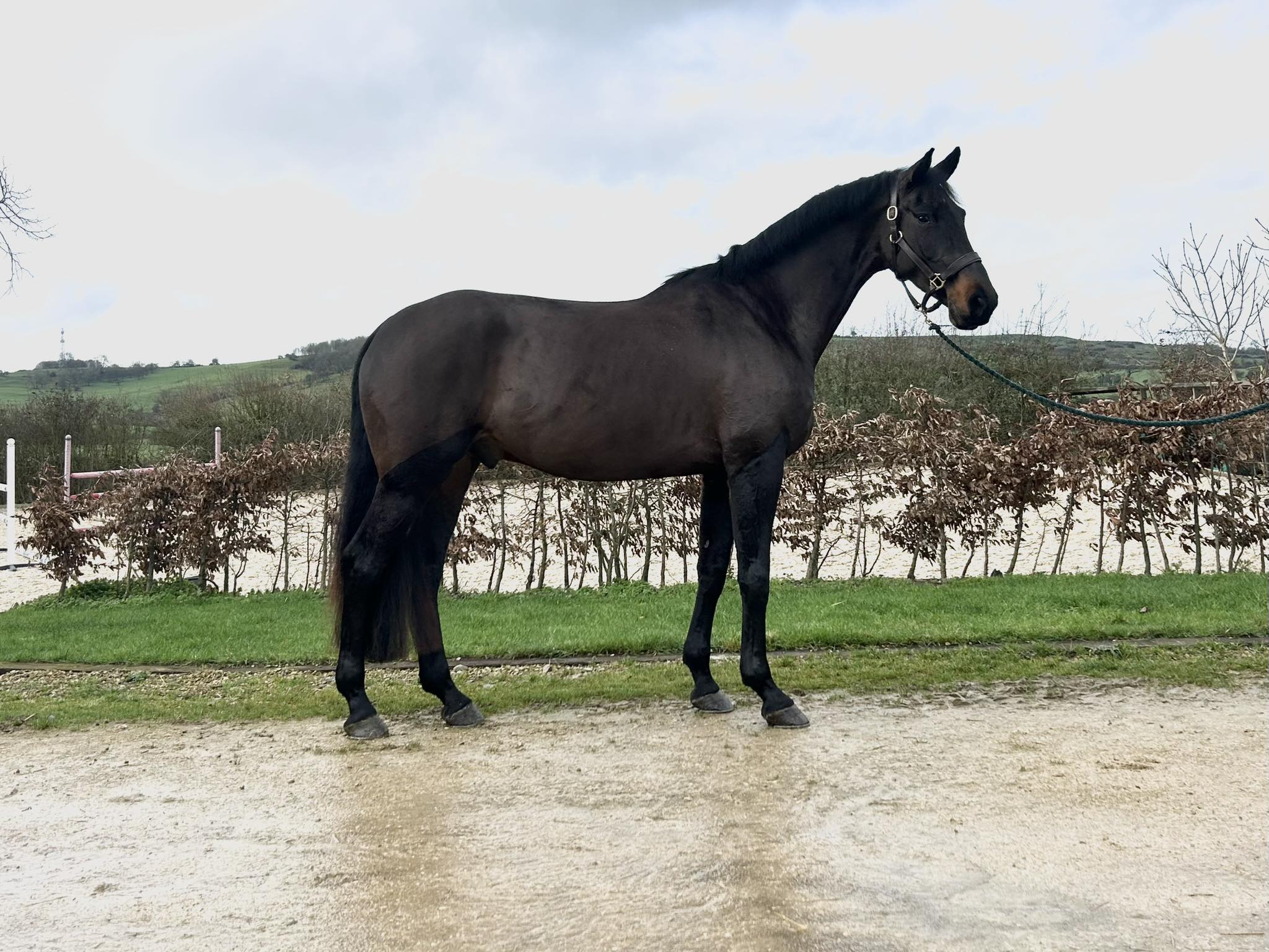 5yo gelding by Dream On ex Lux Z x Cavalier Royale dam. Available