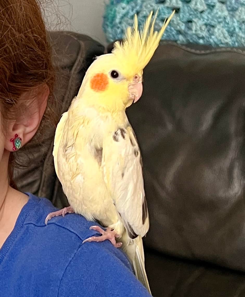 LOST: COCKATIEL “Jimmy” March 6, 2022 in The Meadows across the