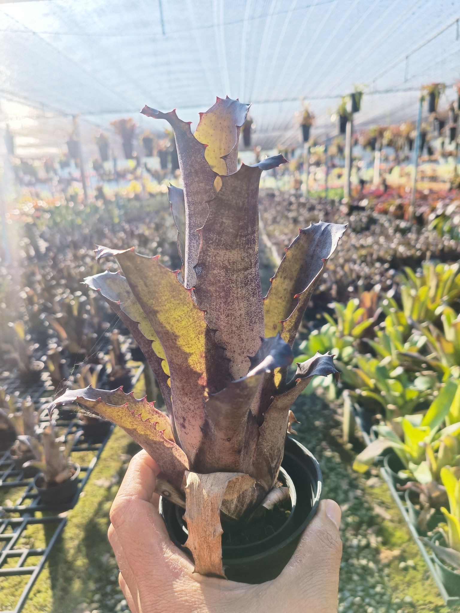 Hohenbergia “Sandra's Mountain “