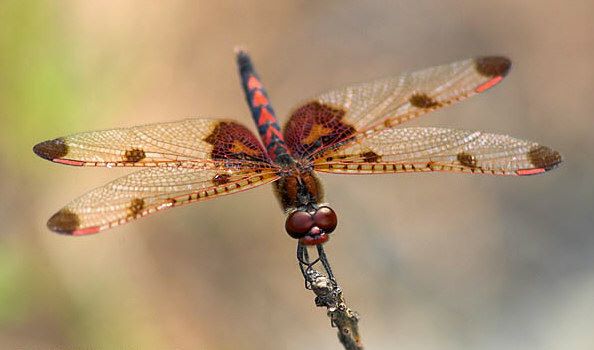 Messengers of Spirit Animal Kingdom*** - Defeat of Self Created ...