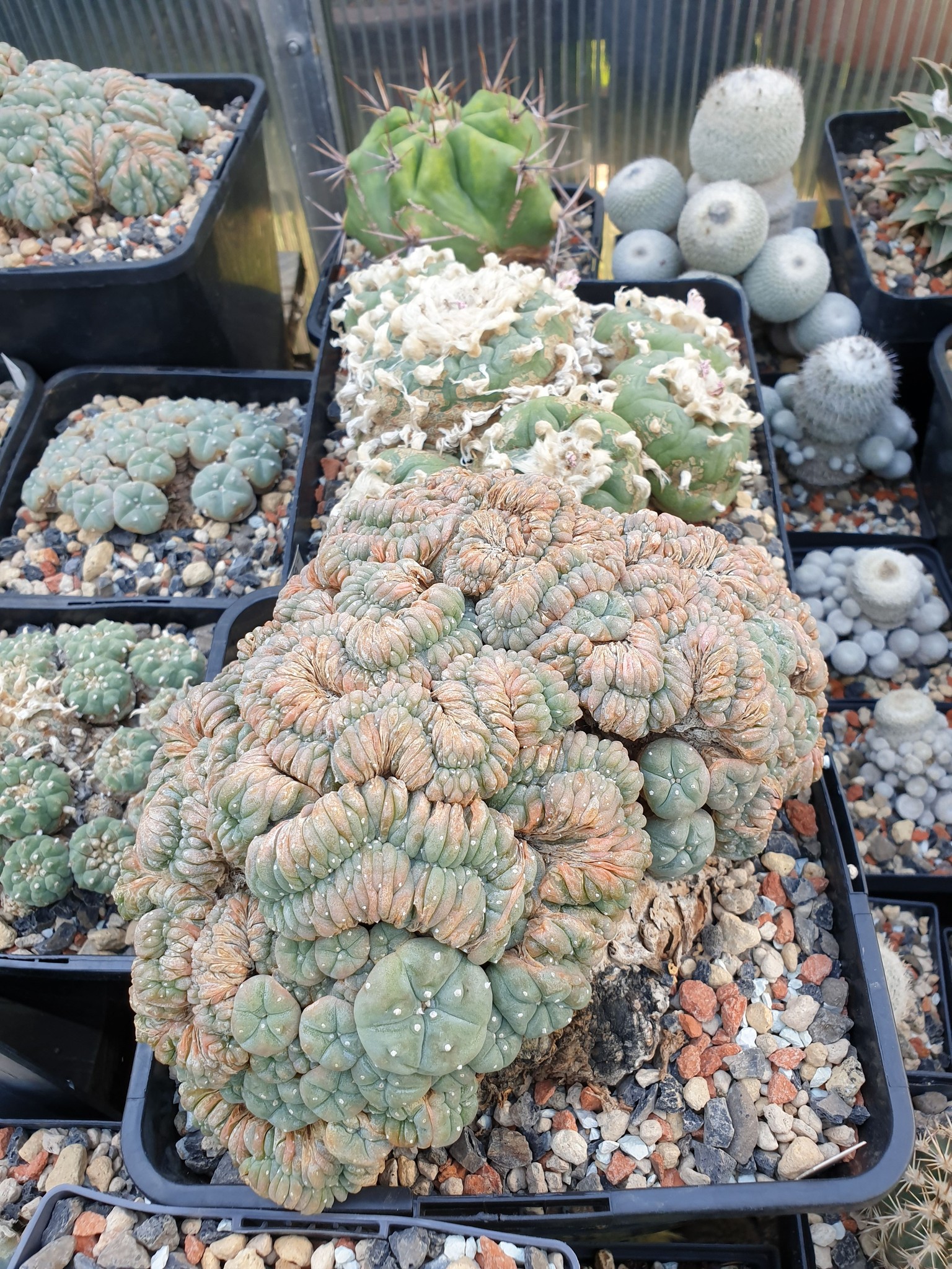 Lophophora williamsii cristata, my old friend