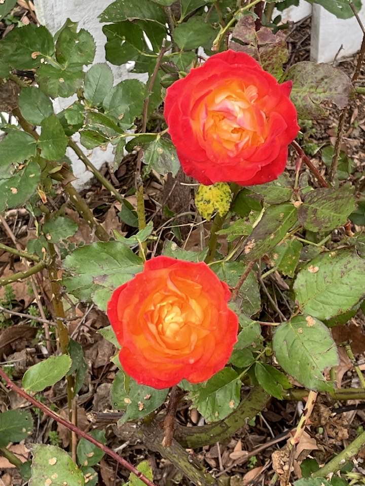 Steve Walker - I saw these roses on our walk and thought... | Facebook