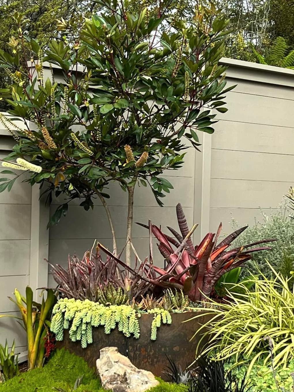 Billbergia 'Ralph Graham French' bromeliad in San Francisco garden
