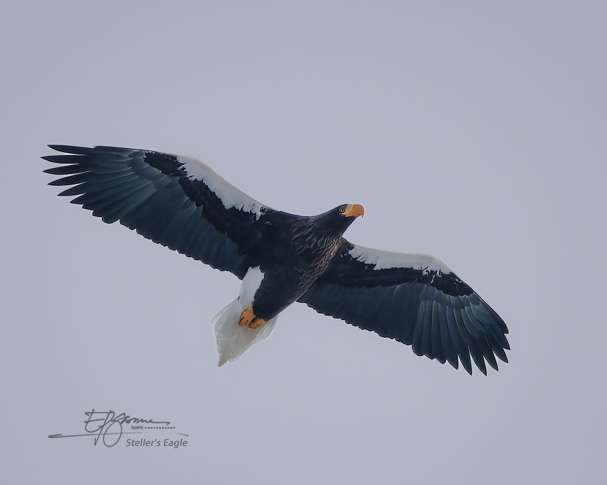 Steller's sea eagle in Japan