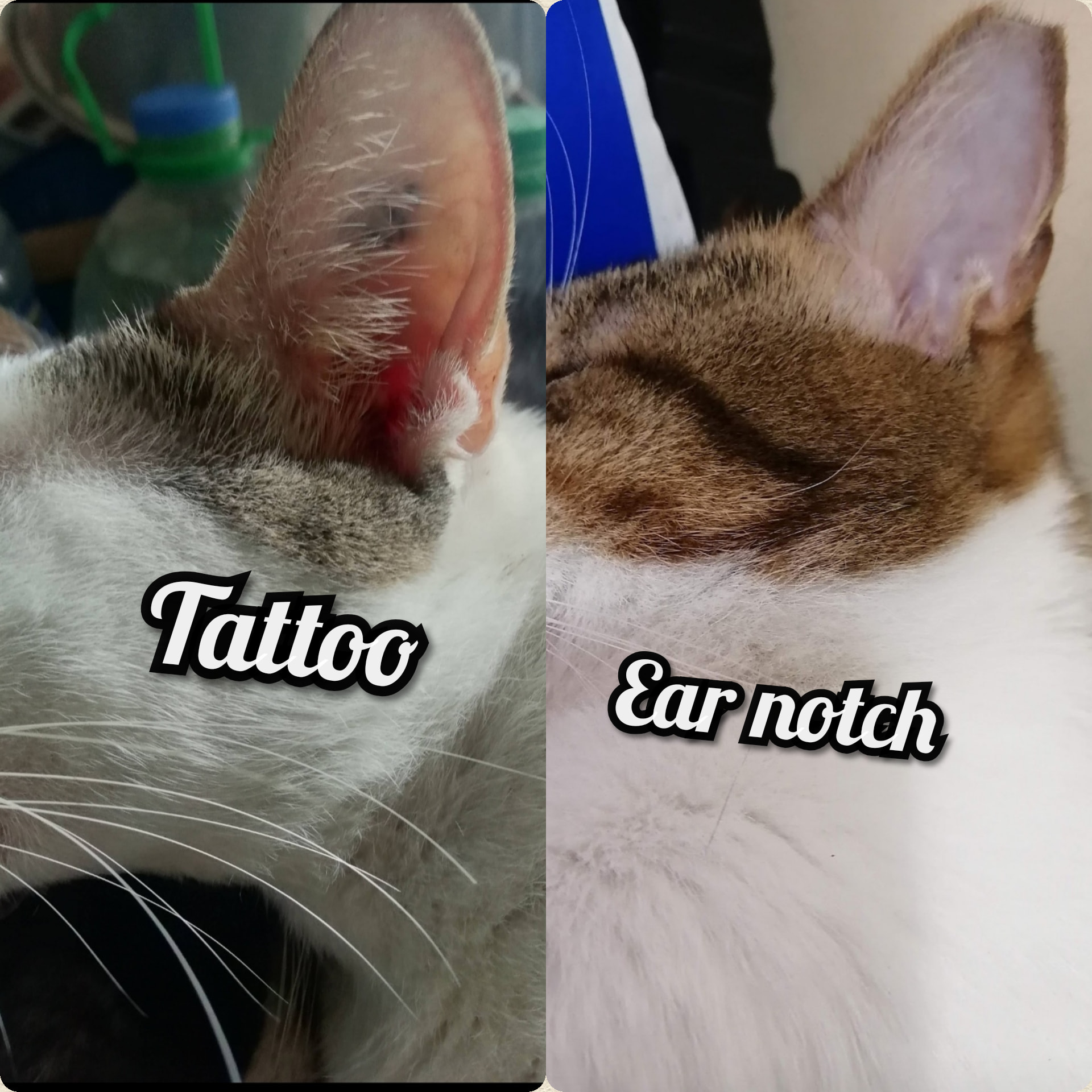 Pusang Pinoy - Ganito po ang mga markings ng mga Pusang... | Facebook