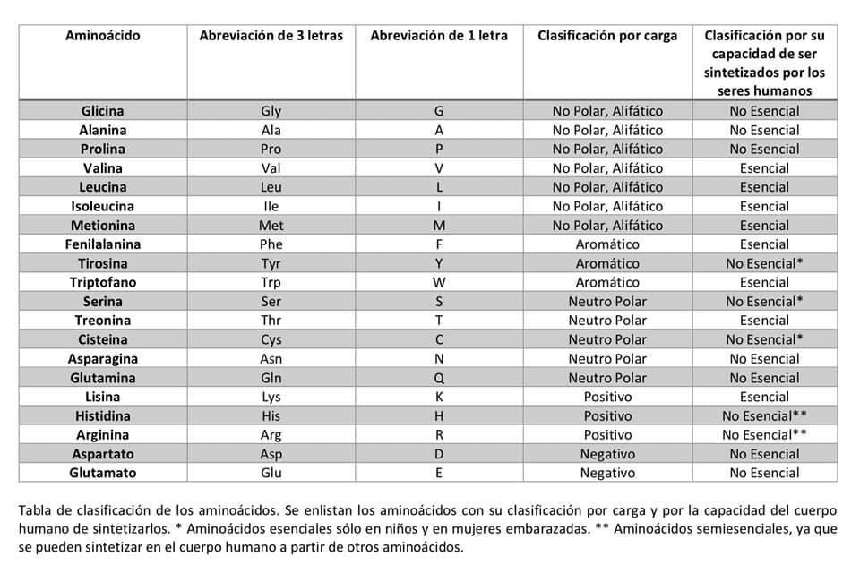 abreviaturas-de-aminoacidos-pdf-26-amino-cidos