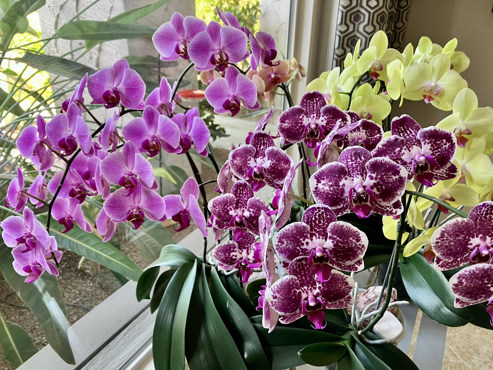 Phalaenopsis Stone Dance 'Yellow' is new on my windowsill.