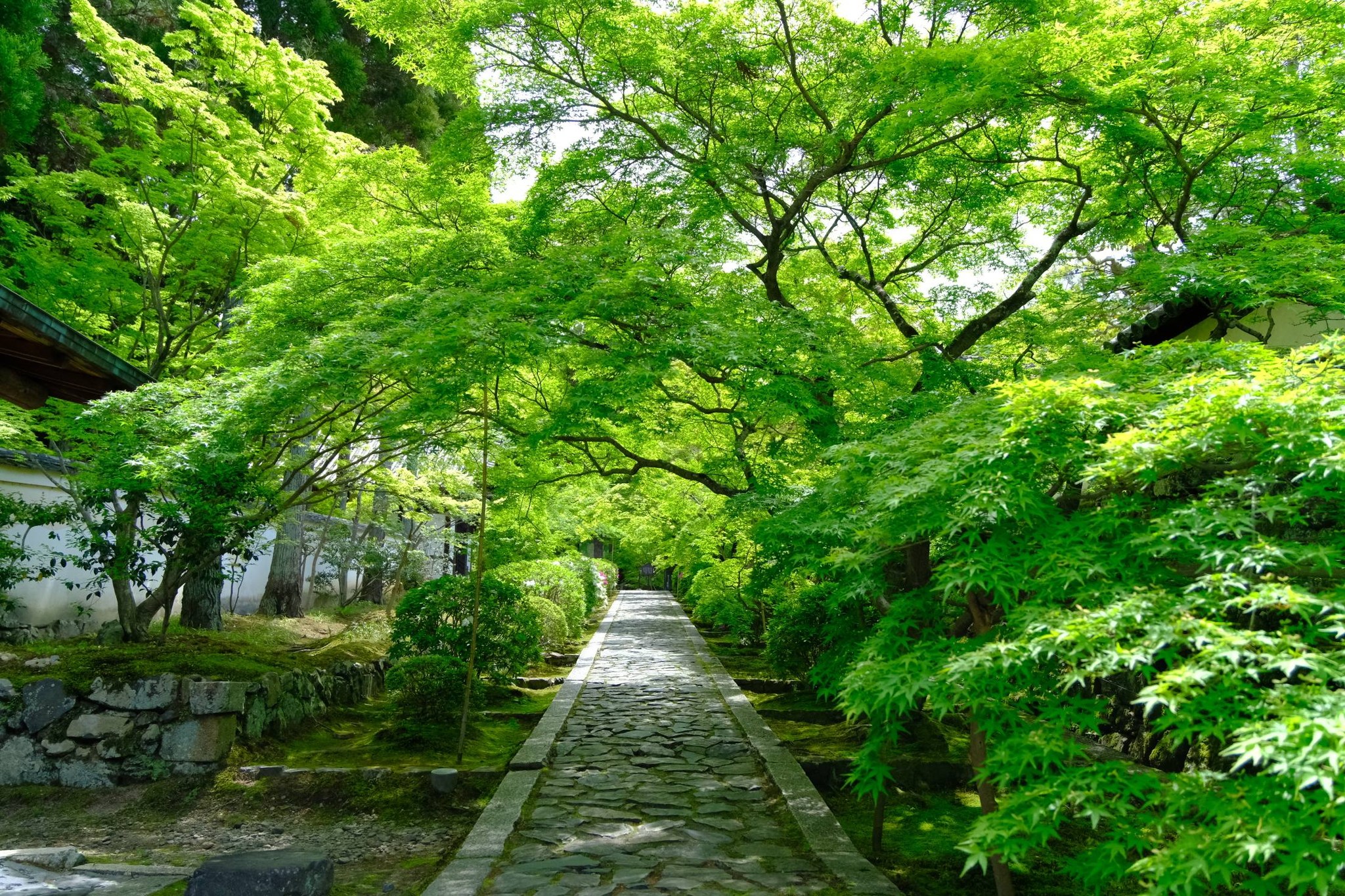 一休寺の青葉モミジは今とても綺麗です。 新緑の時期は人も少なく