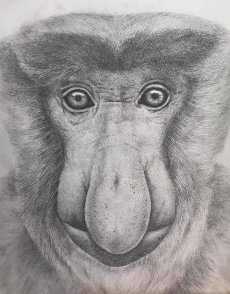 Nozomi Takeyabu - Proboscis monkey. They are an endangered species ...