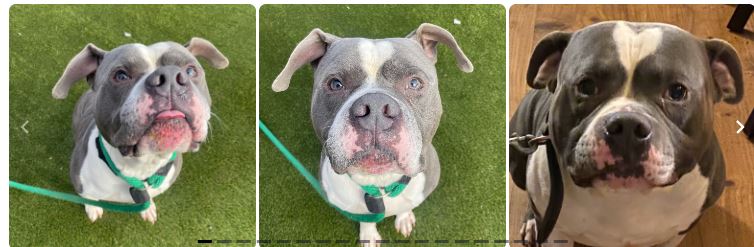 Dogs at risk of euthanasia in Philadelphia, PA shelter
