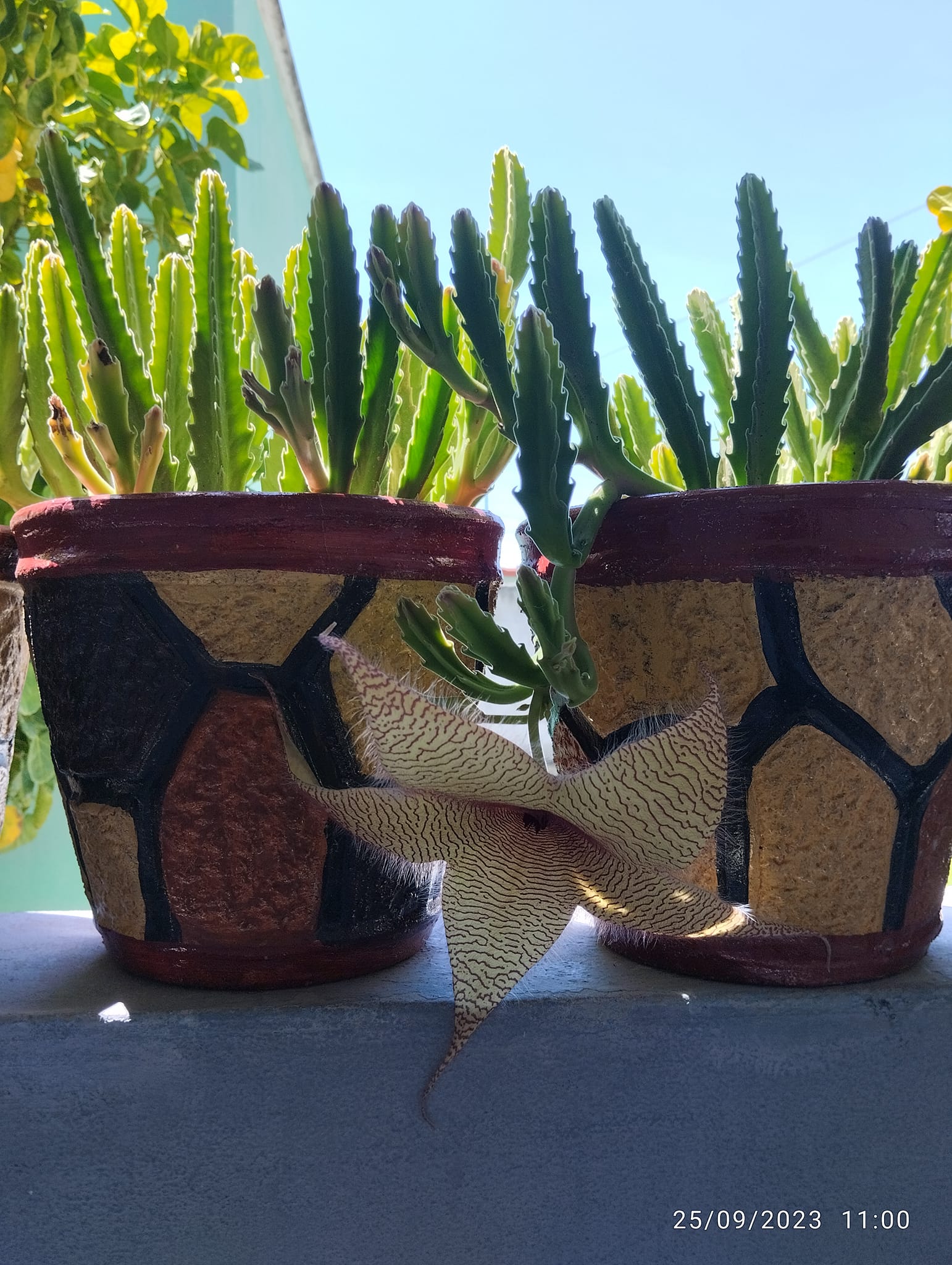 Las flores de la Stapelia Gigantea, cactus conocido como flor de  display picture 1
