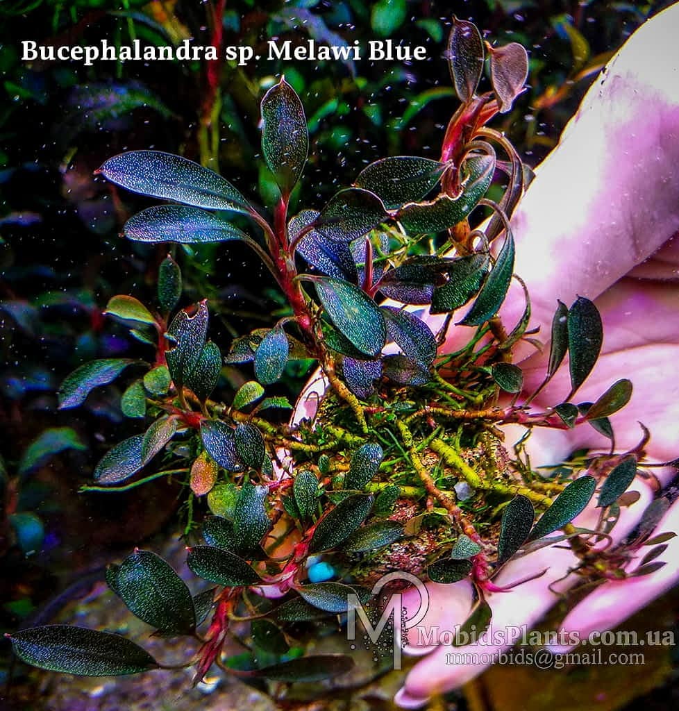 Bucephalandra sp. Melawi Blue Жмите по ссылке и заказывайте ▻ s