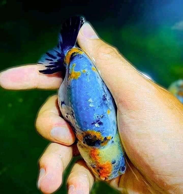 Sharif Aquarium Fish - Home