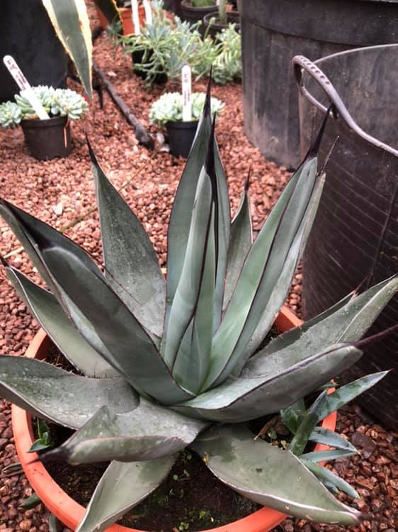 Agave Nigra 