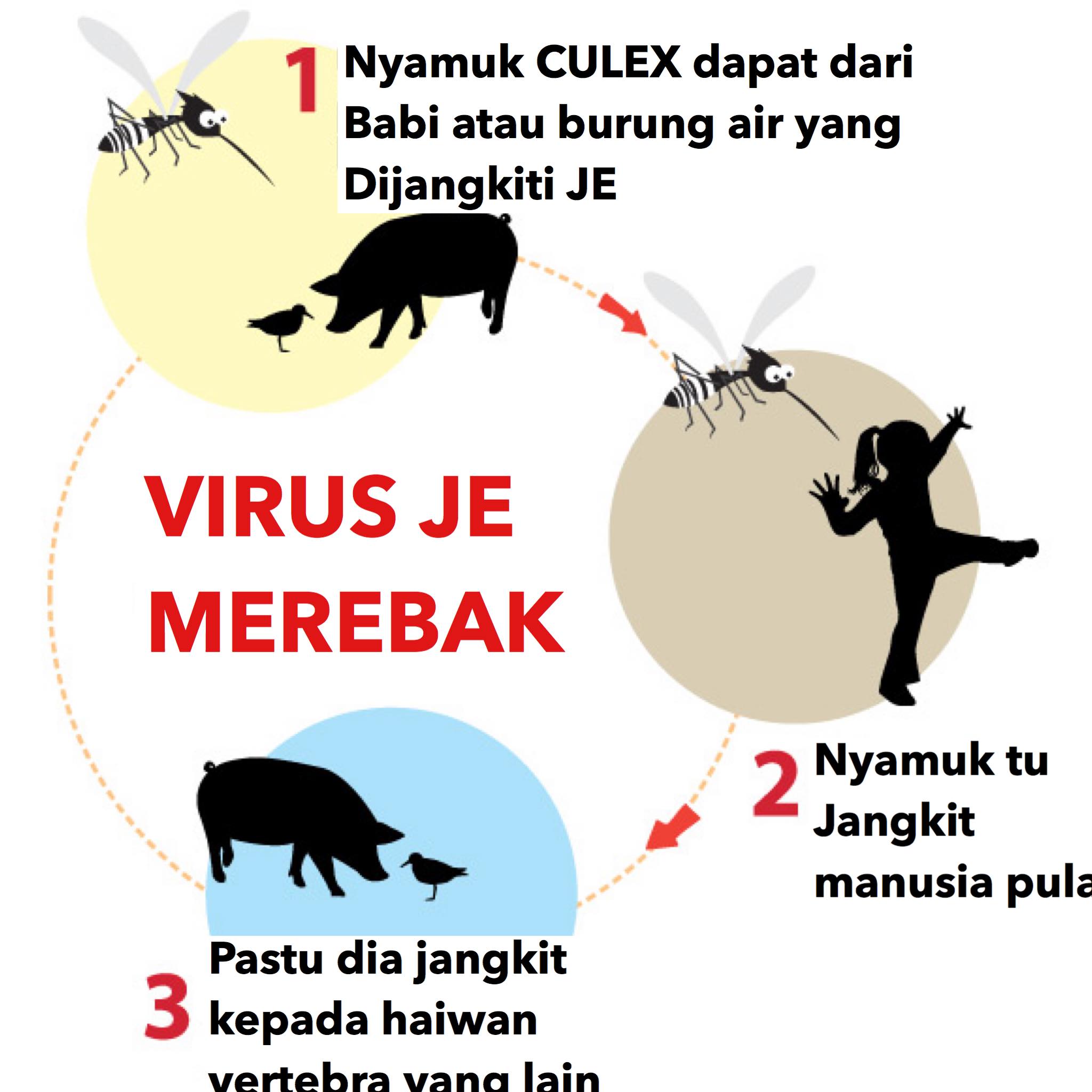 JE menyerang Malaysia semula!... - Public Health Malaysia