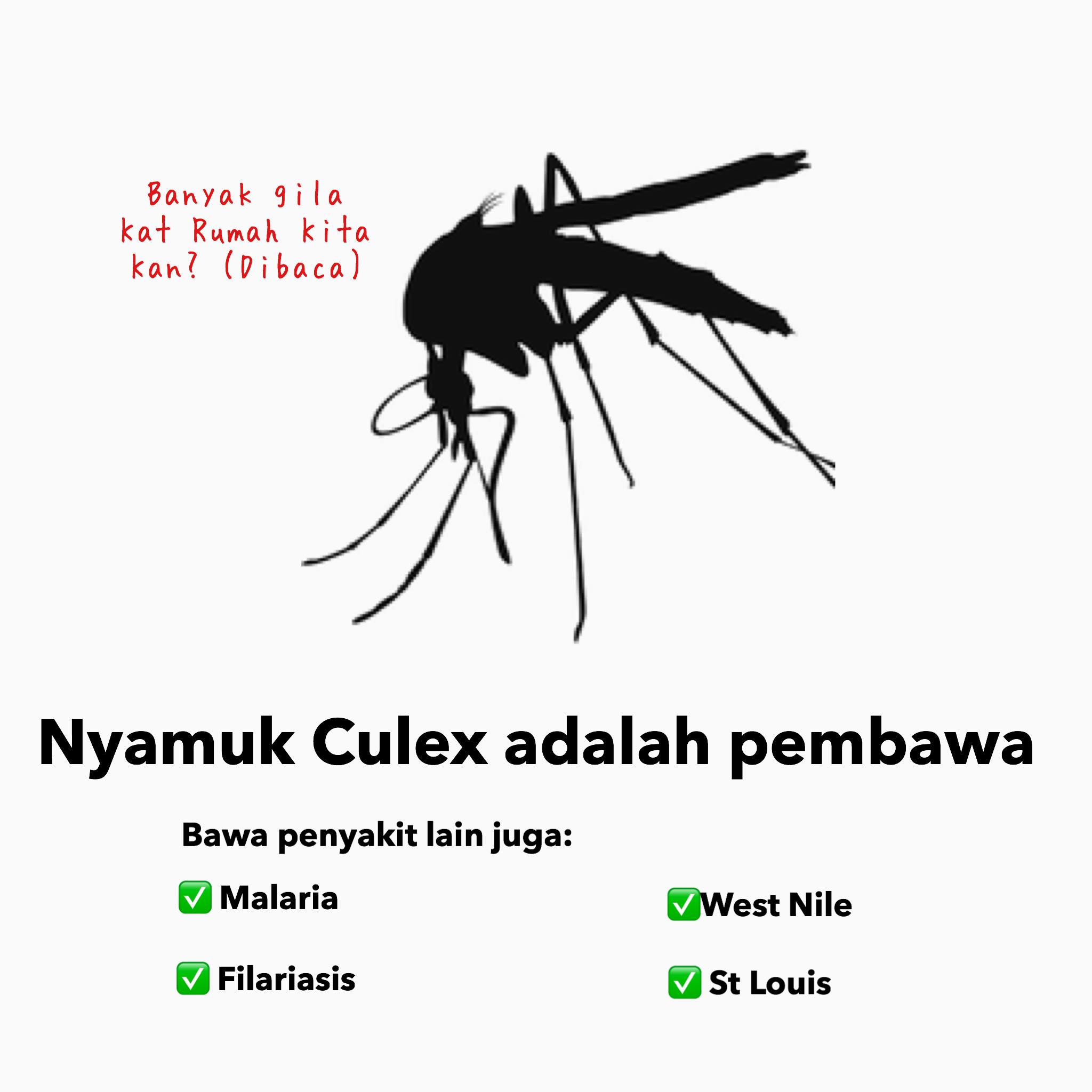 JE menyerang Malaysia semula!... - Public Health Malaysia