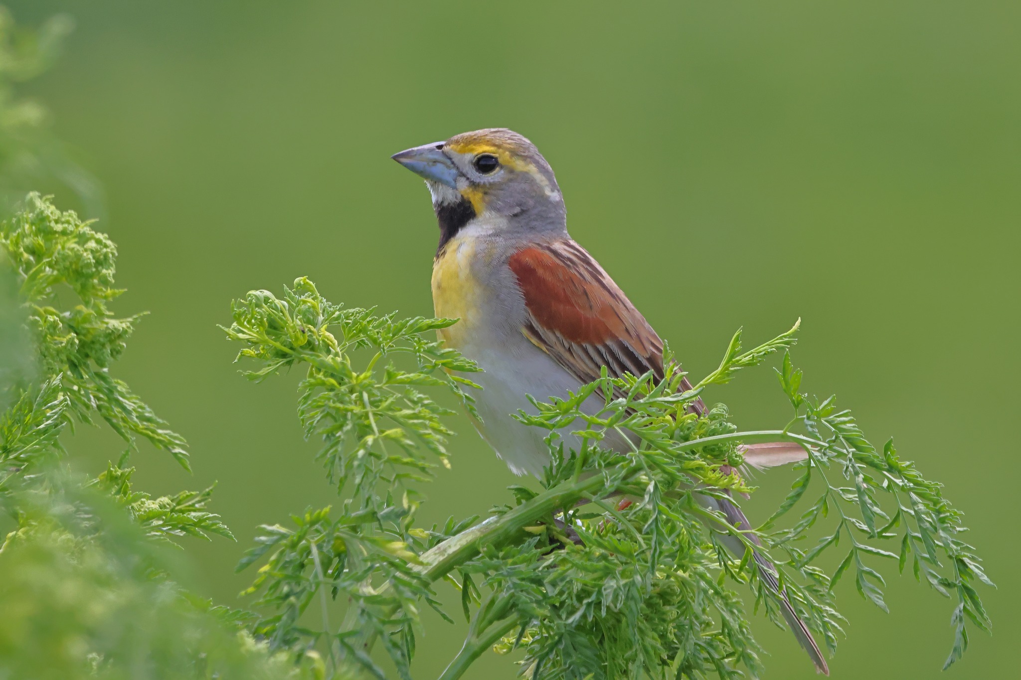 Dickcissel birds return to southcentral Minnesota organic farm
