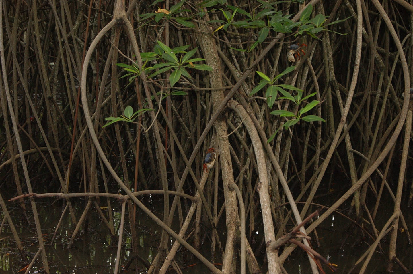 Los... - La Flor Wildlife Refuge with Chévez Tourist Guide