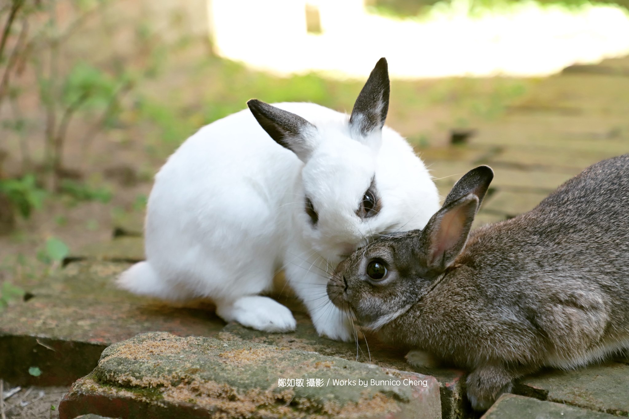 12/22 聖誕兔聚時光🎅 》 平常在家給飼主專寵的🐰，... - Friend Rabbit 友愛兔 | Facebook