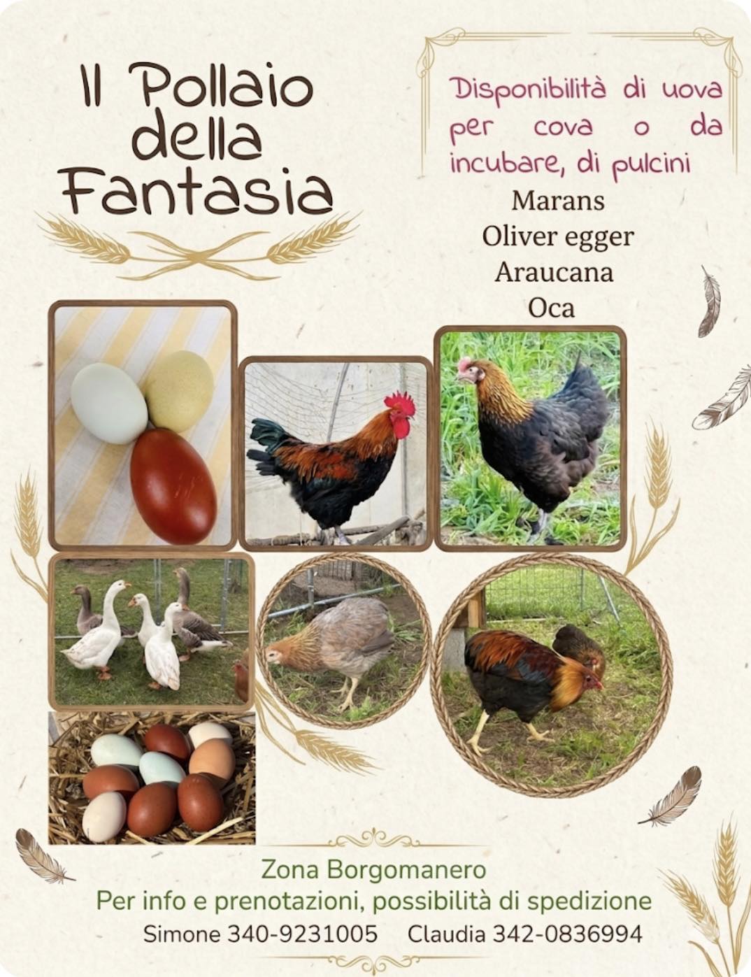 Galline uova colorate araucana, marans, olive egger - Padova