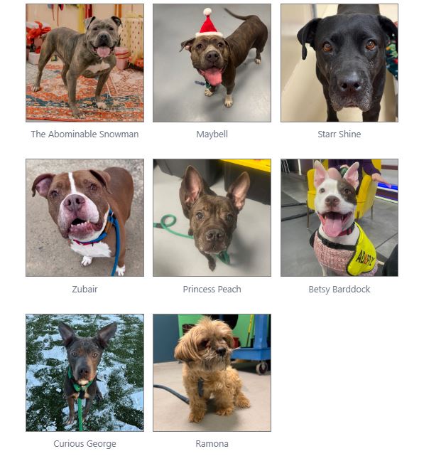 Amazing, gorgeous, sweet dog needs a rescue!!!!!! Urgent!