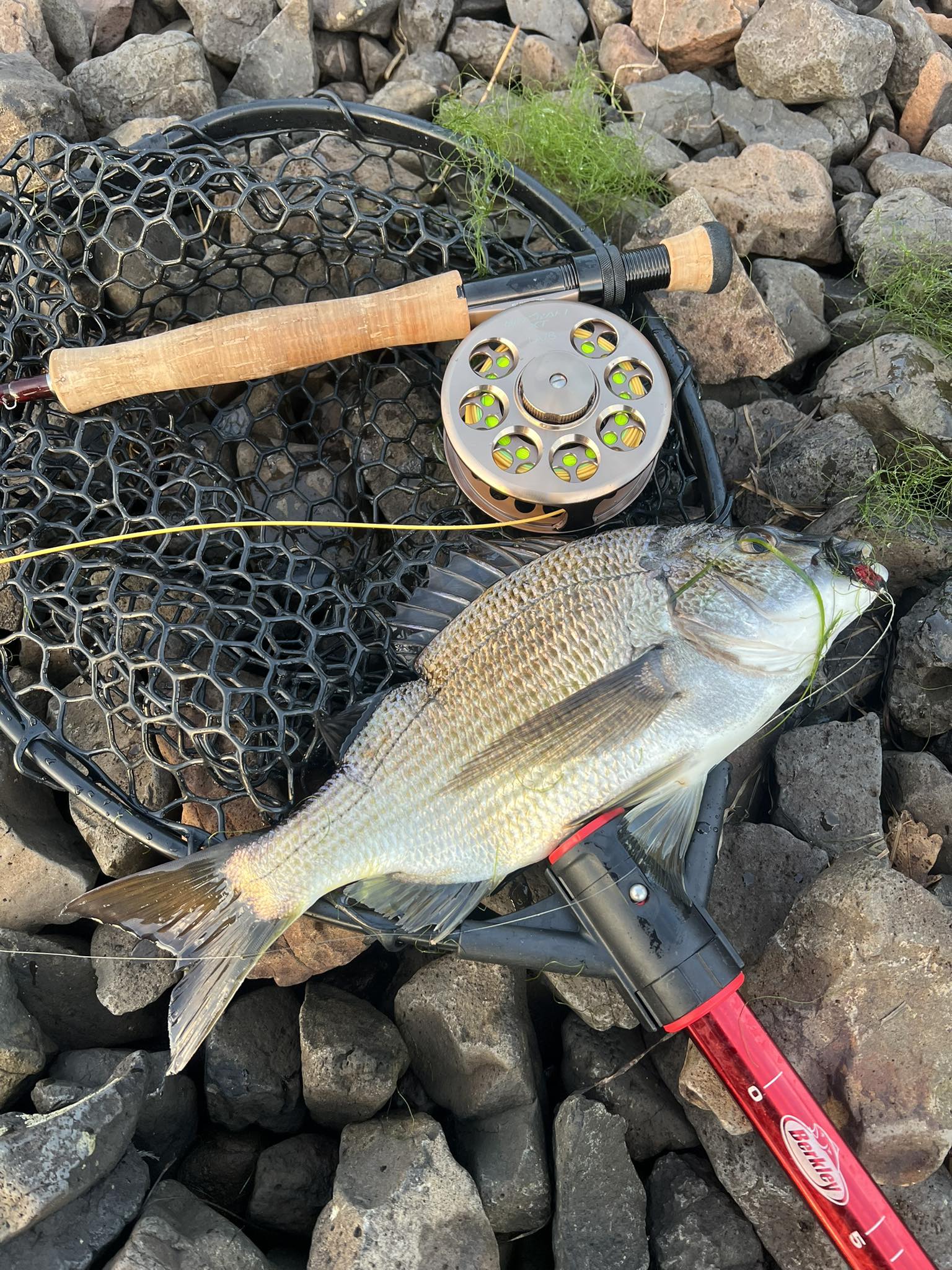 bream fishing fly rod Killer-Fly Flies  Big Y Co Bream Killer