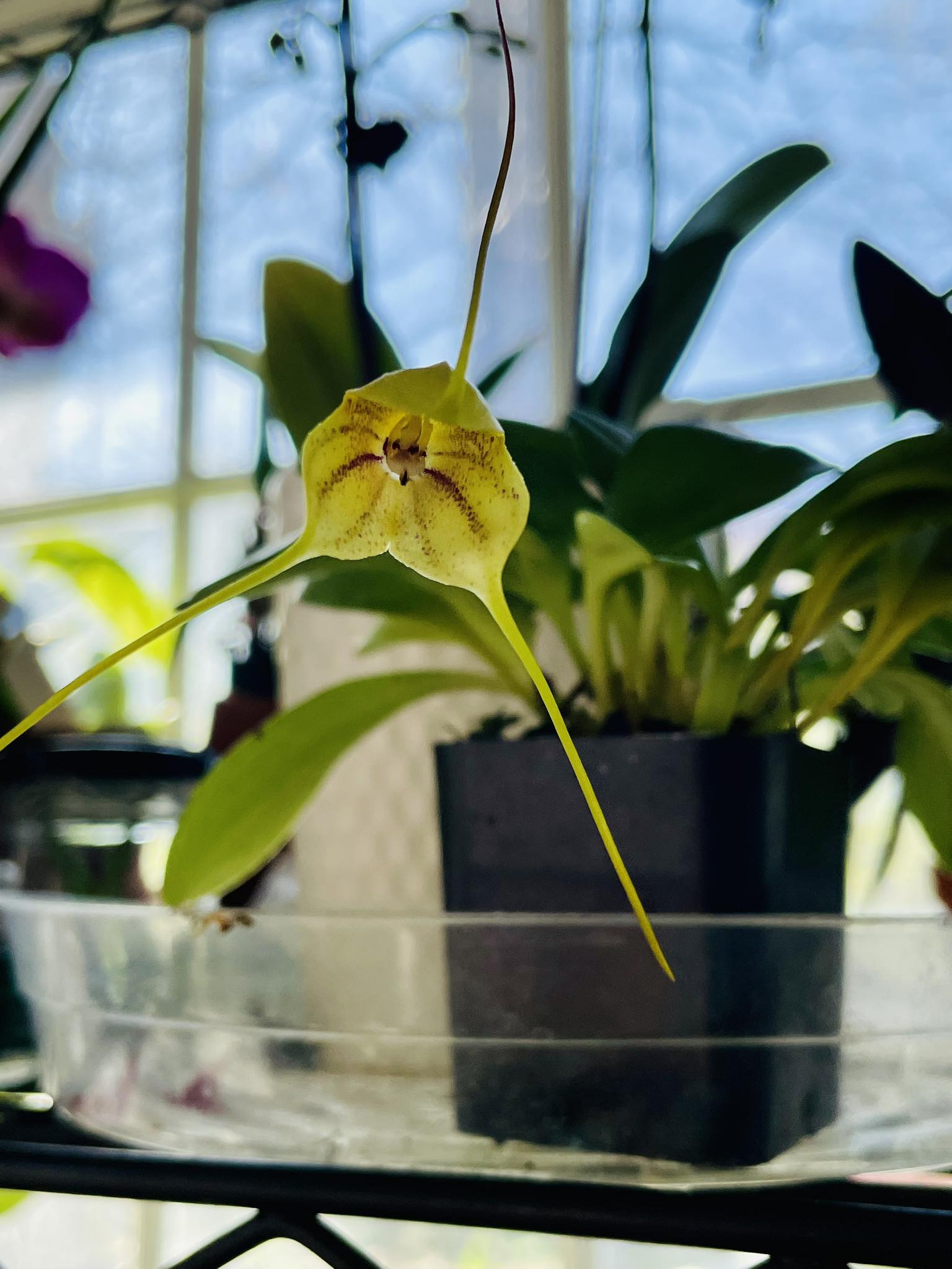 Masdevallia Crystal Follanade 残り僅か Masdevallia Crystal Follansbee