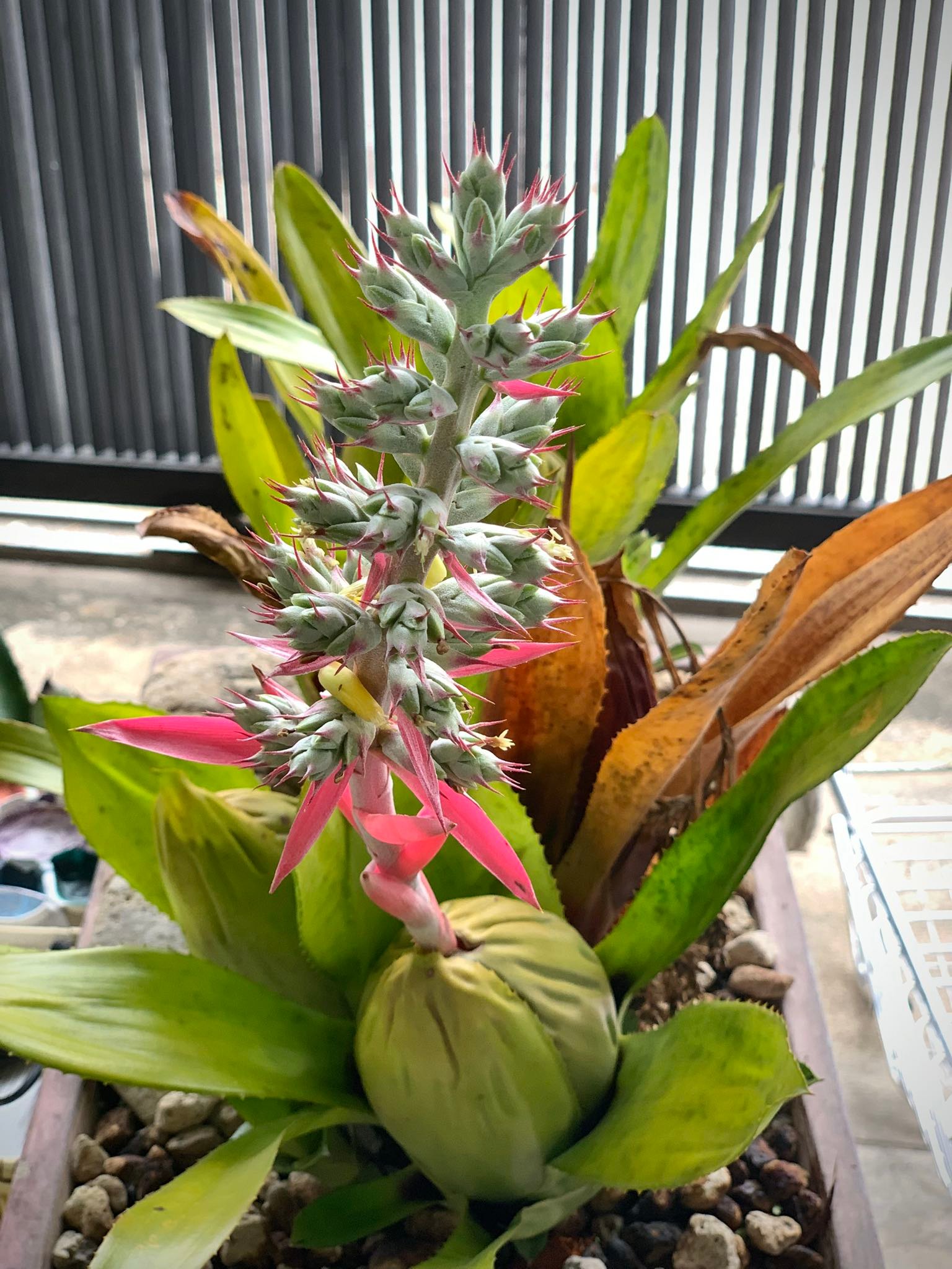 Aechmea brassicoides inflorescence and flowers.