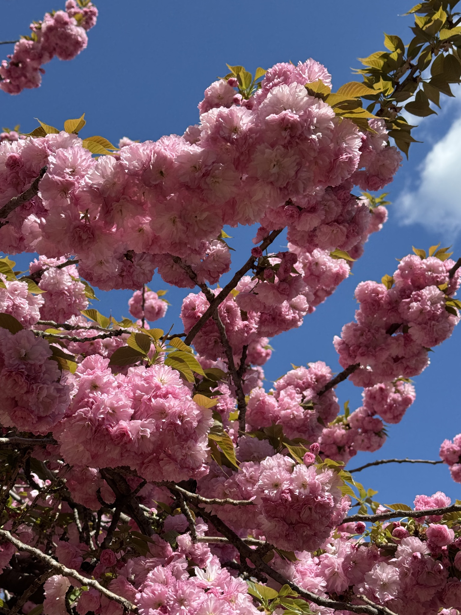 cherry blossom※プロフ確認 Yaezakura cherry blossoms in DMV area | Washington D.C., DC