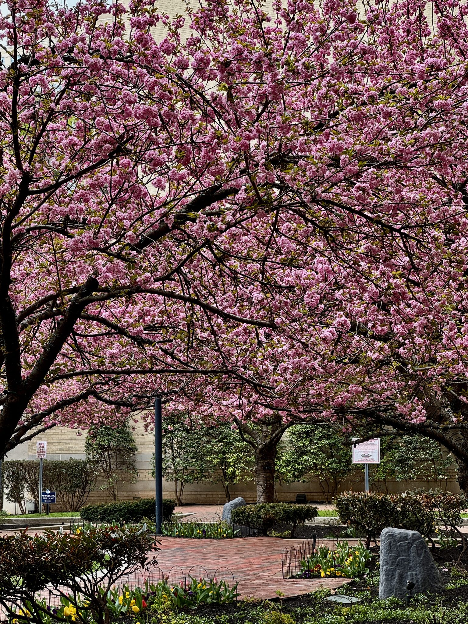 Yaezakura cherry blossoms in DMV area | Washington D.C., DC