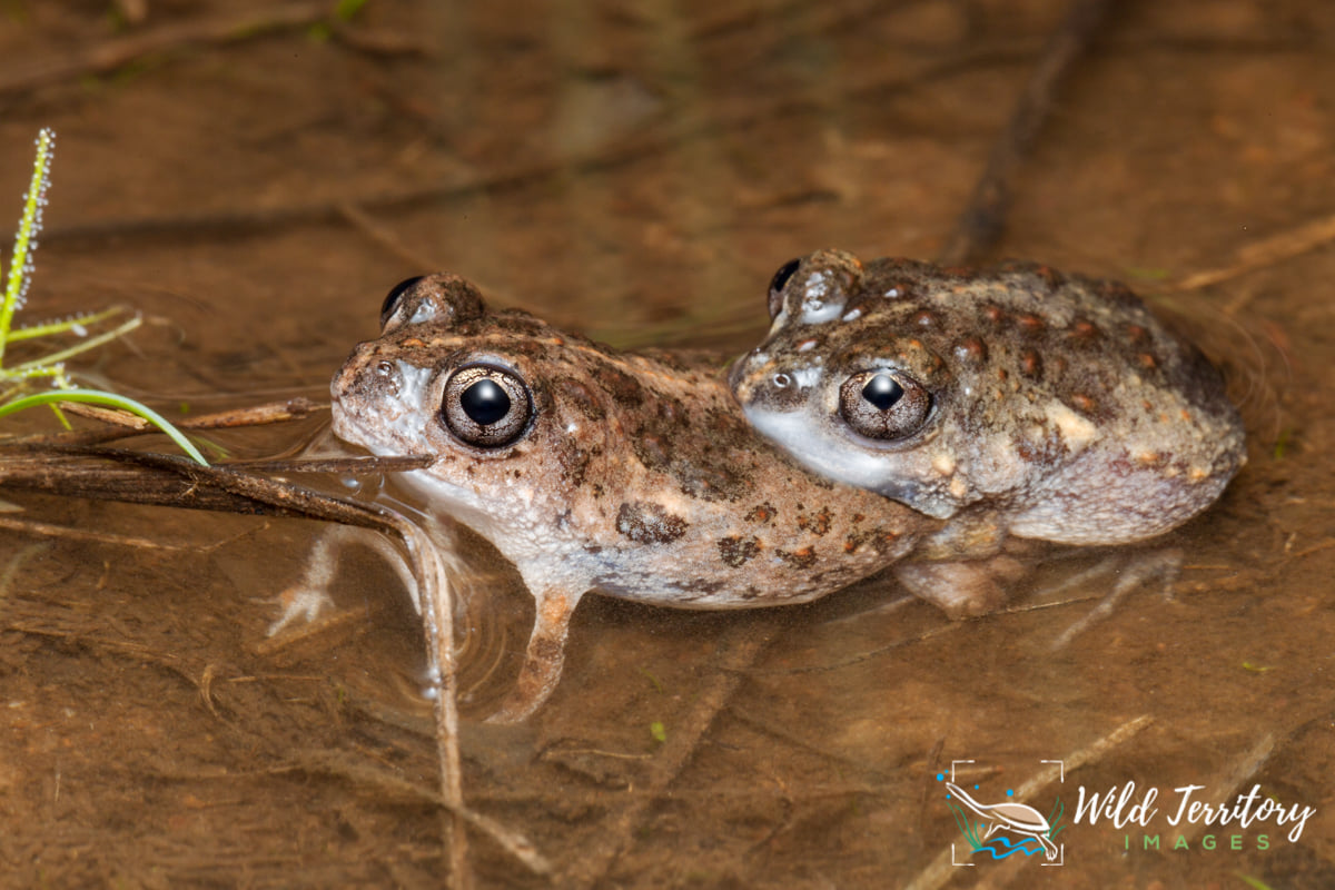 Wild Territory Images - Howard Springs toadlets (Uperoleia davisae ...