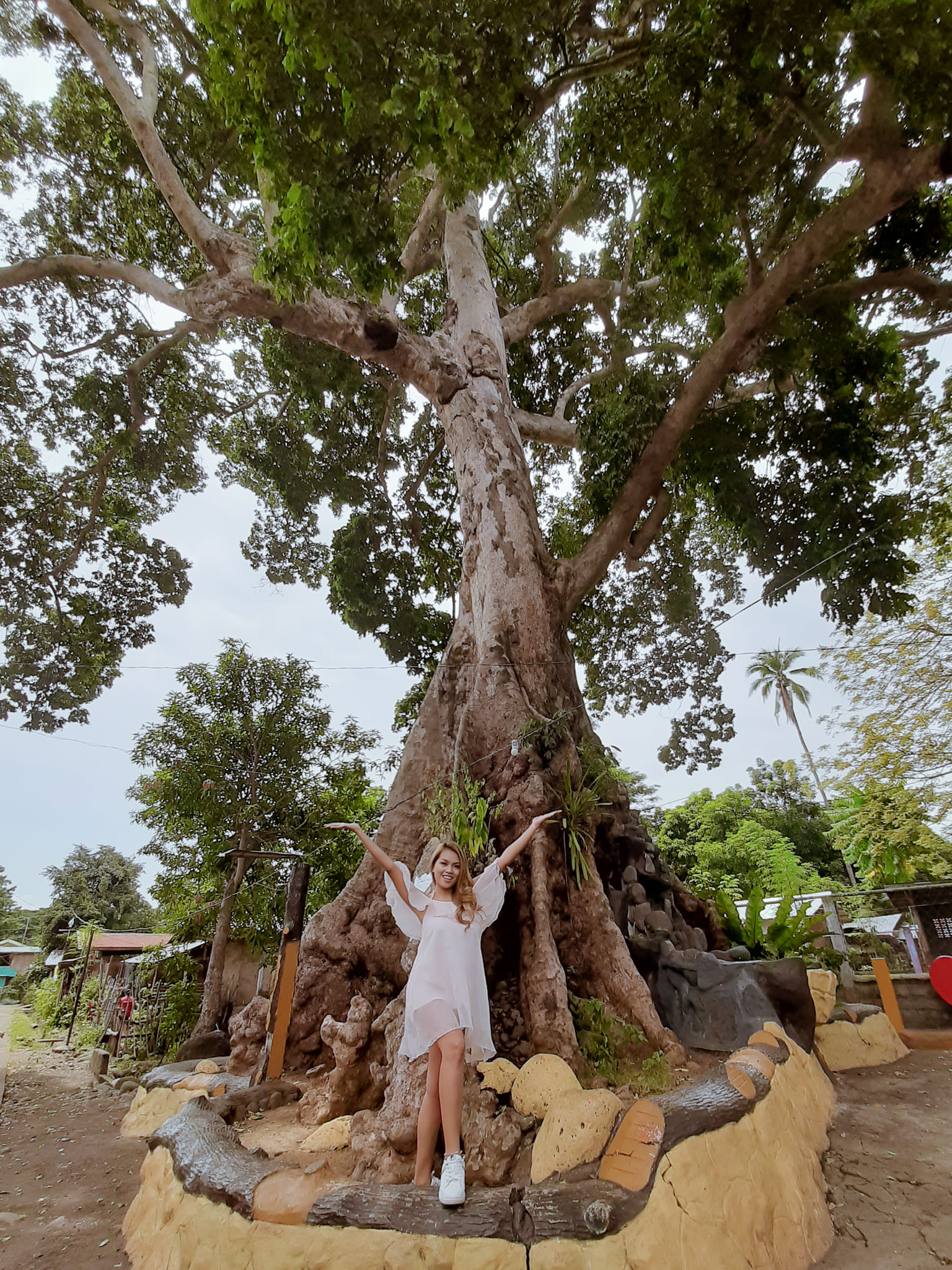 Ana Monica Tan - MACAO CENTENNIAL TREE TALISAYAN, MISAMIS... | Facebook