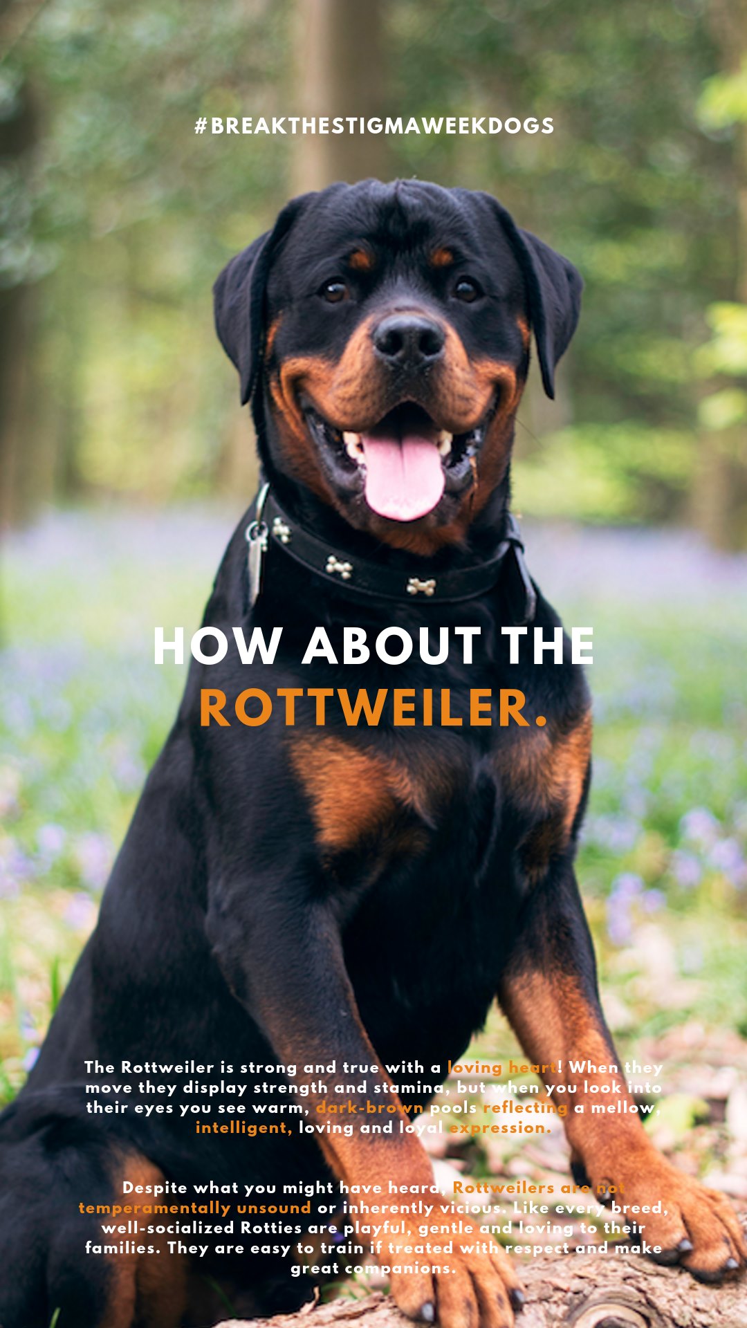 Are Rottweilers Strong