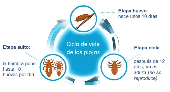 Ciclo de vida de los piojos