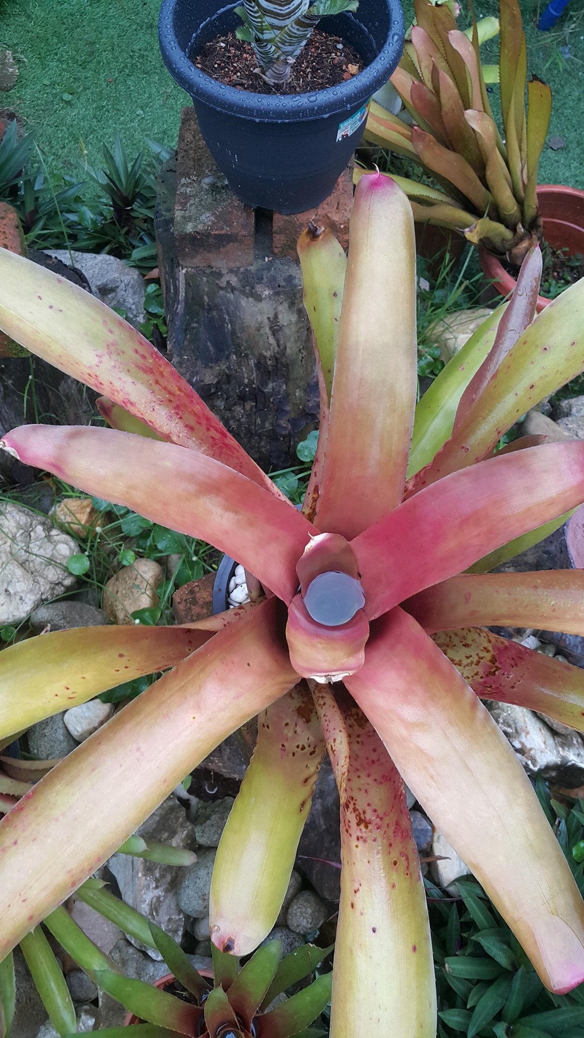 Rumpun Rimbun Flowers and Resources | Kuala Lumpur