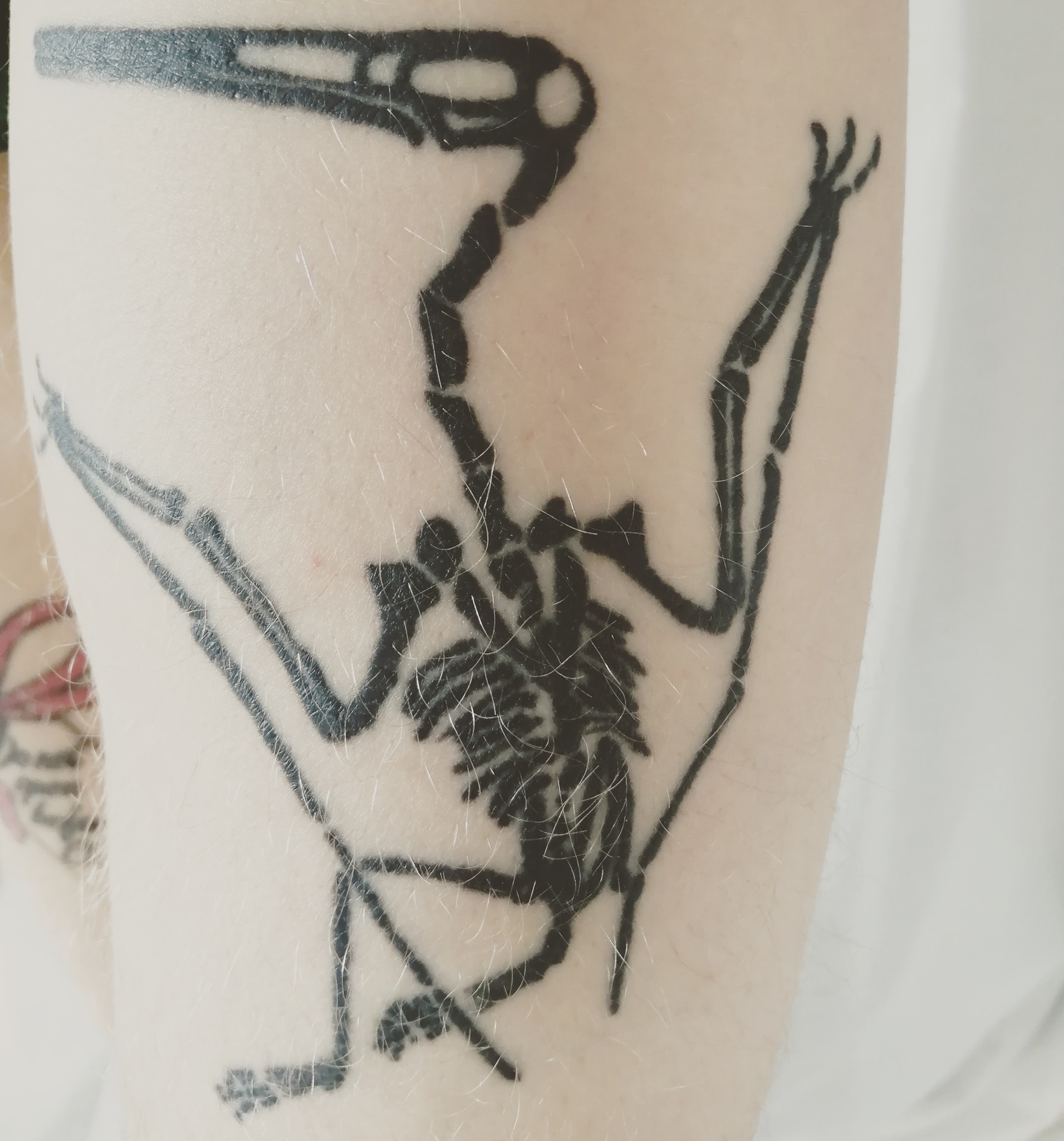Tom Rocks Maths - Tattoo #13 - a fossil of my favourite... | Facebook