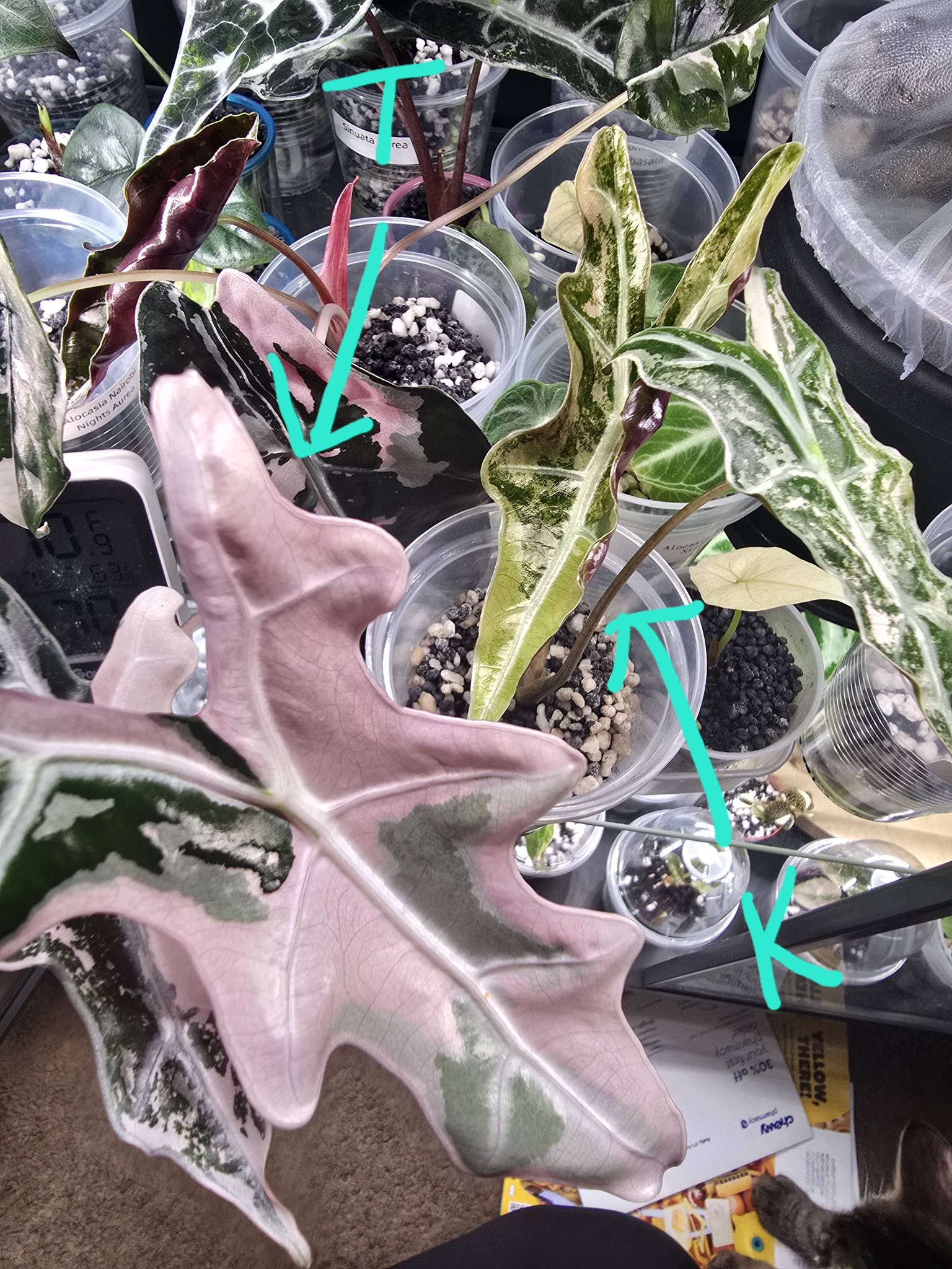 Nobilis k vs nobilis t plant comparison?