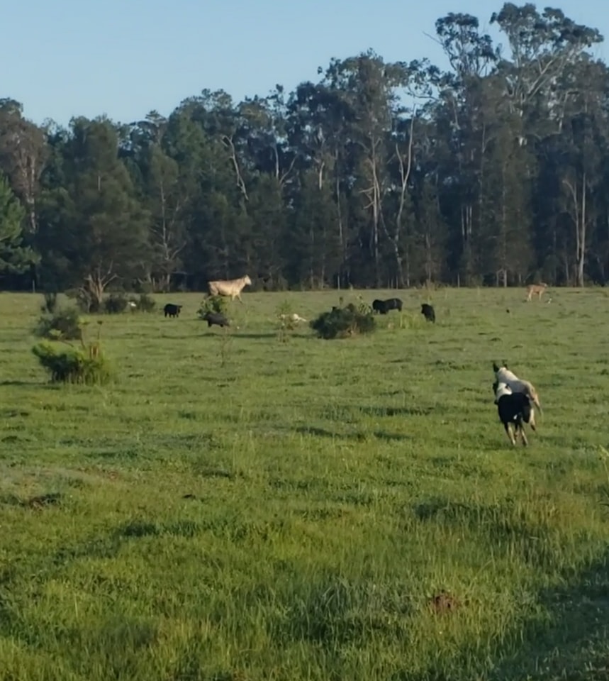 Aussie Bailing Dogs