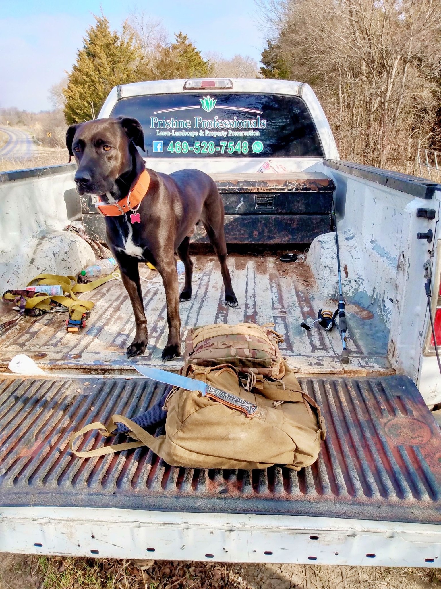 dogs wth fishing poles in truck Friends 1000 Piece Jigsaw Puzzle Cobble Hill  Restomods Safest way to carry fishing