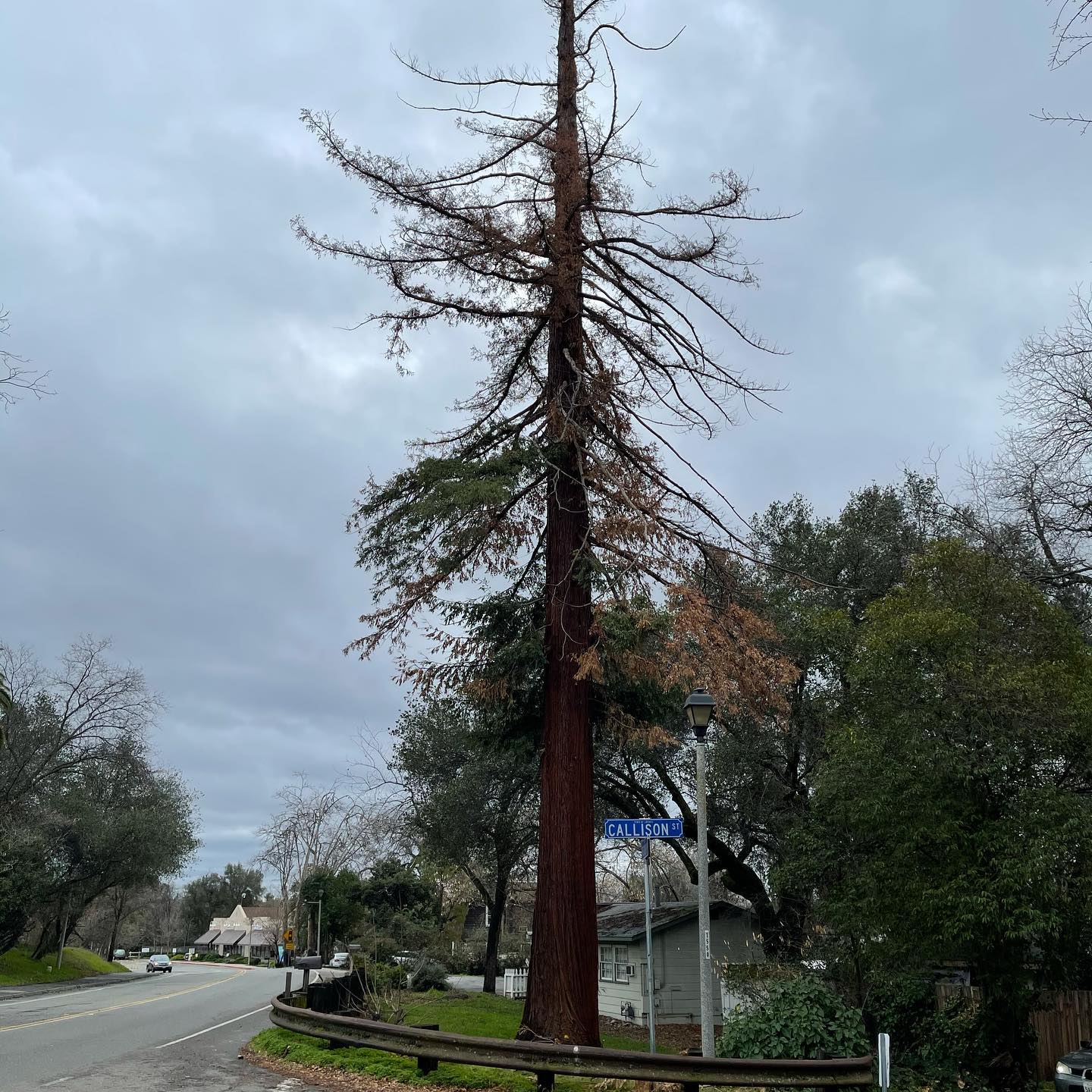 Tree J Arbor - Today marks the final day this iconic tree... | Facebook