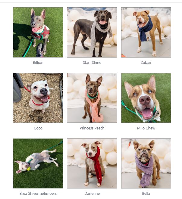 専用ページB Dogs at risk of euthanasia in Philadelphia, PA shelter