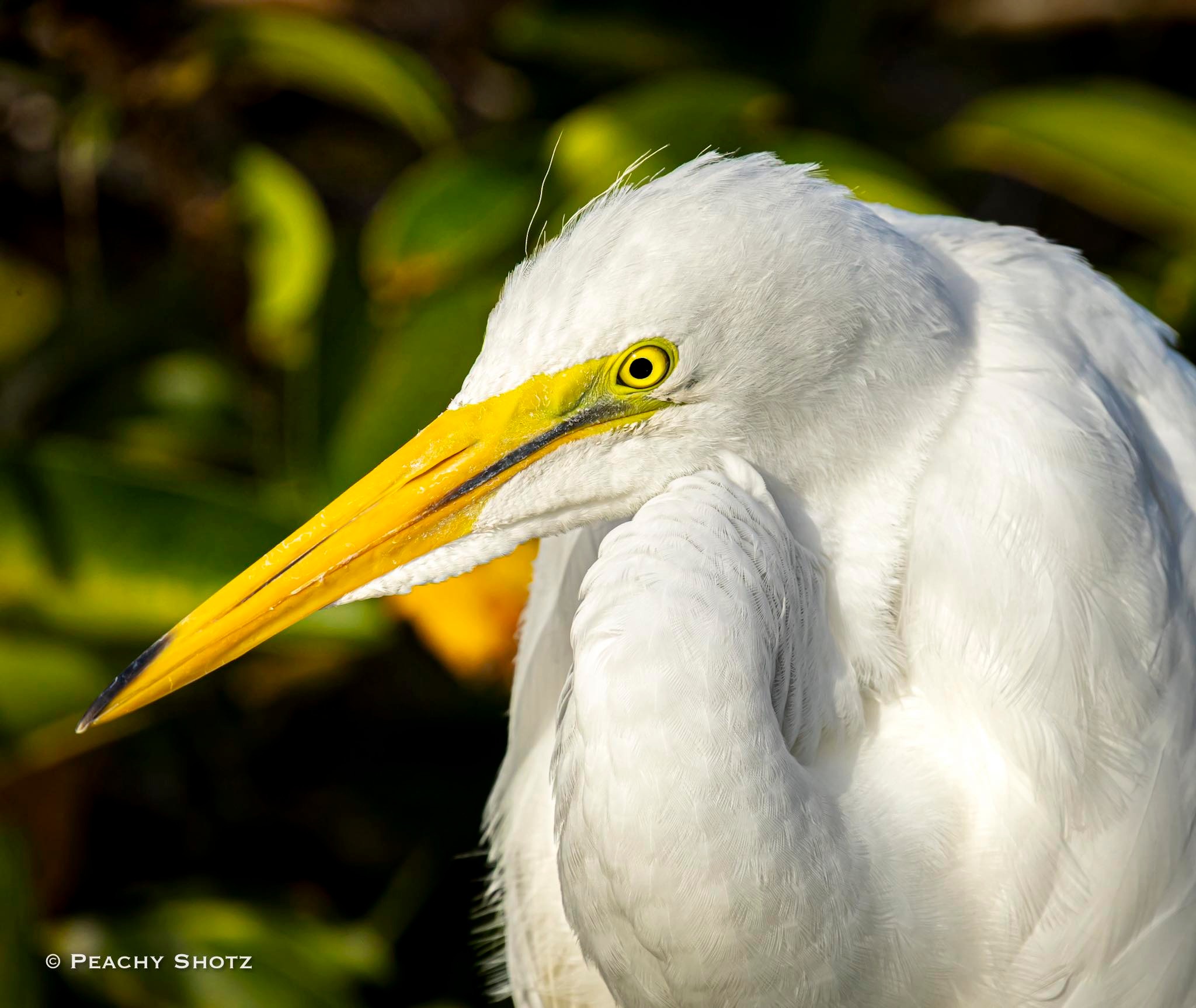 Great Egret in flight at Wakodahatchee, FL