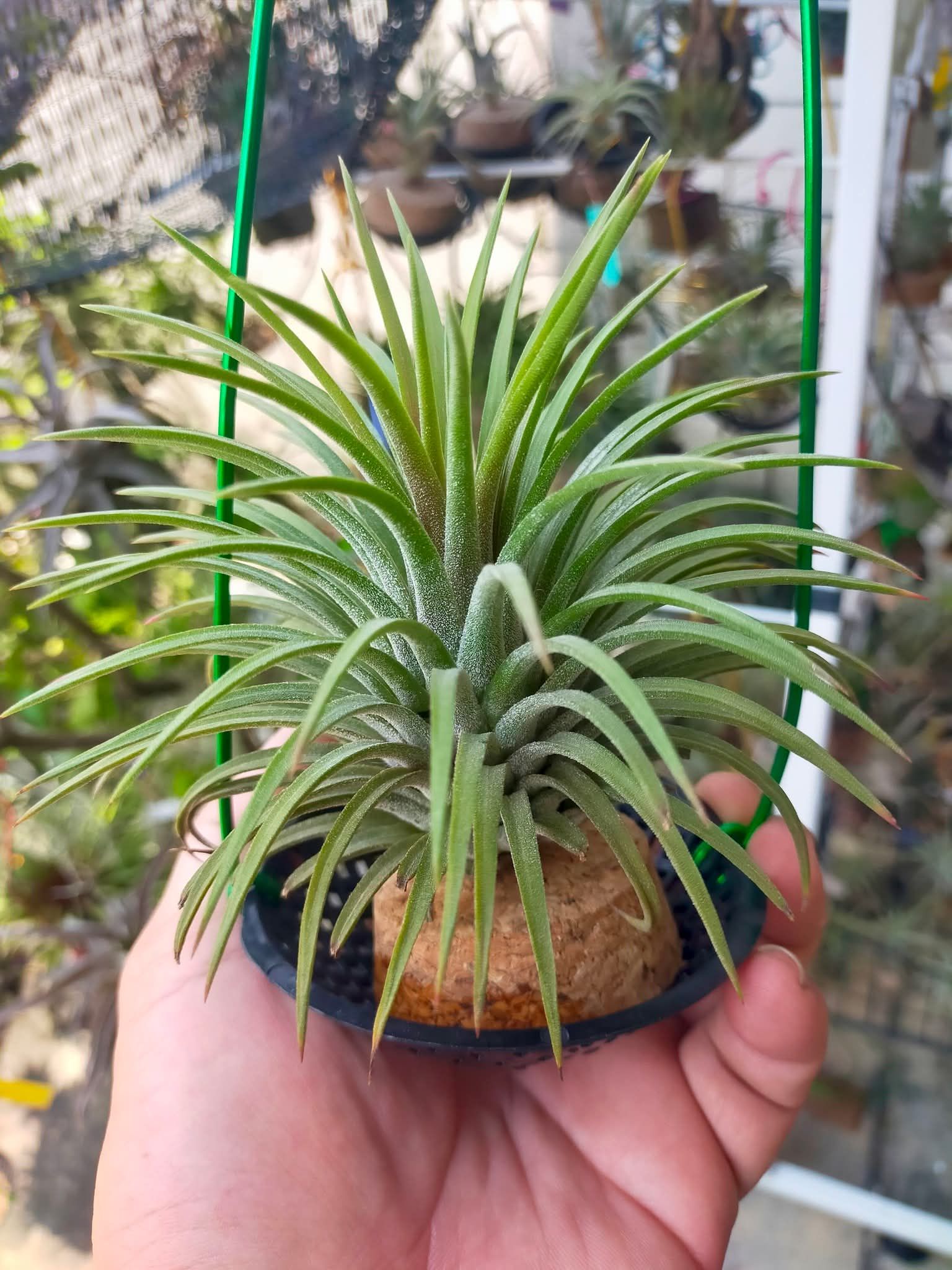 Tillandsia 'Twisted Predator' air plant growth