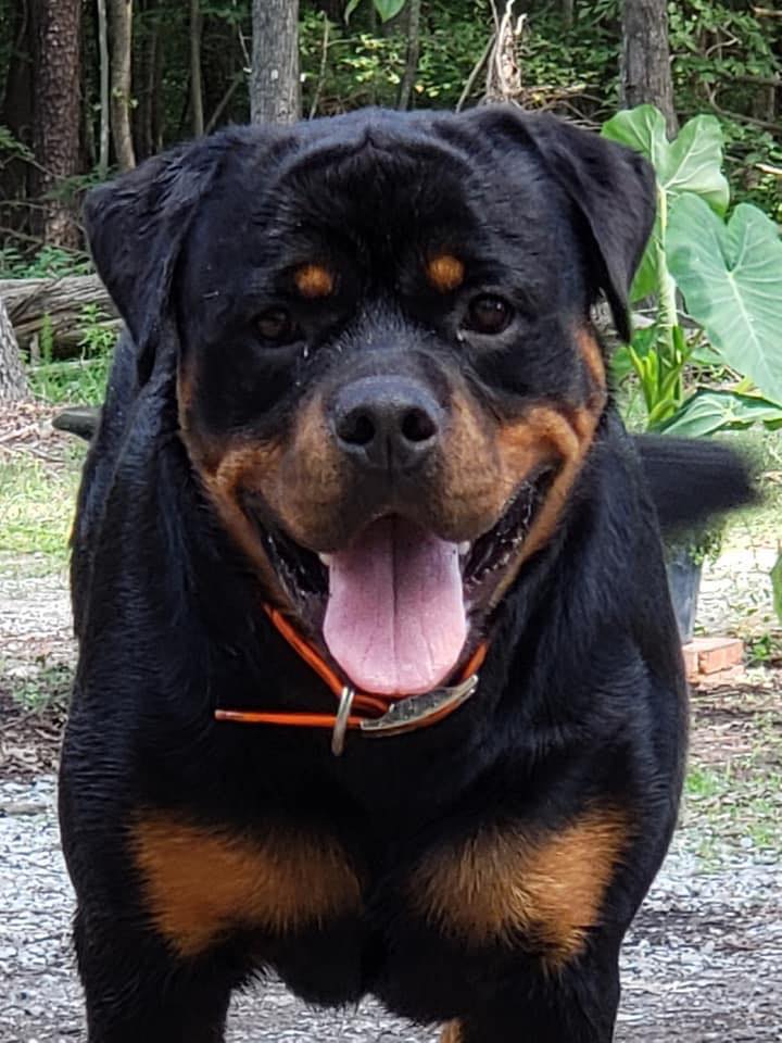 This is Cole, he is a... - Von Der Hause Roush Rottweilers