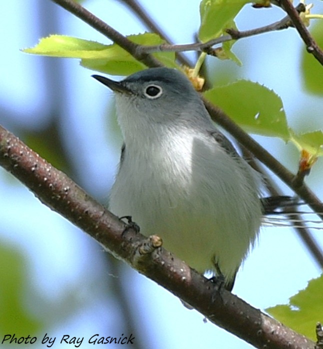 One of many Blue-Gray Gnatcatchers at Amico Island Park, Riverside, NJ