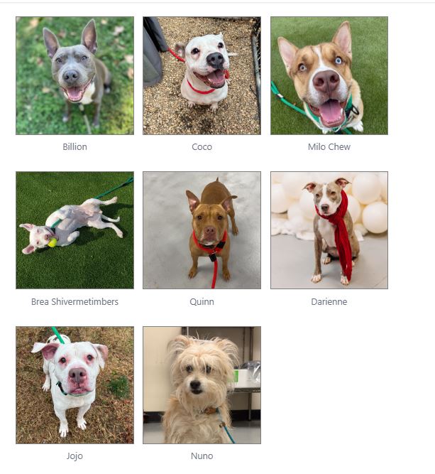 Both dogs were given extensions until today, Tuesday, June 16th
