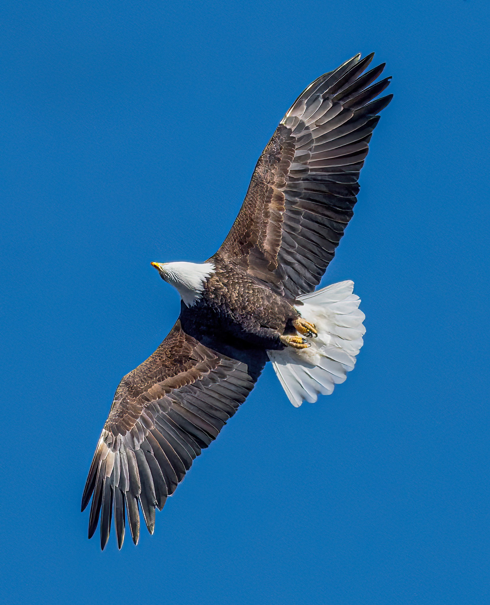 2-6-26 Gorham. Bald Eagle. Gorham Kansas