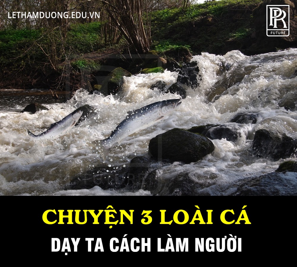 TS Lê Thẩm Dương - CHUYỆN 3 LOÀI CÁ, DẠY TA CÁCH LÀM NGƯỜI Con cá thứ ...
