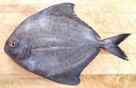 ZIA Fresh Fish Colombo | Wattala